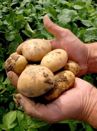 Logran clones de patatas resistentes a enfermedades y alto valor nutricional