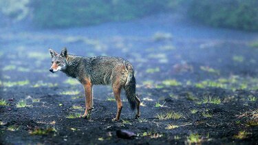 Costa Rica lanza dispositivo para proteger su fauna