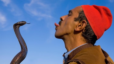 Cómo la lengua hizo posible que los animales salieran del mar y vivieran en la tierra