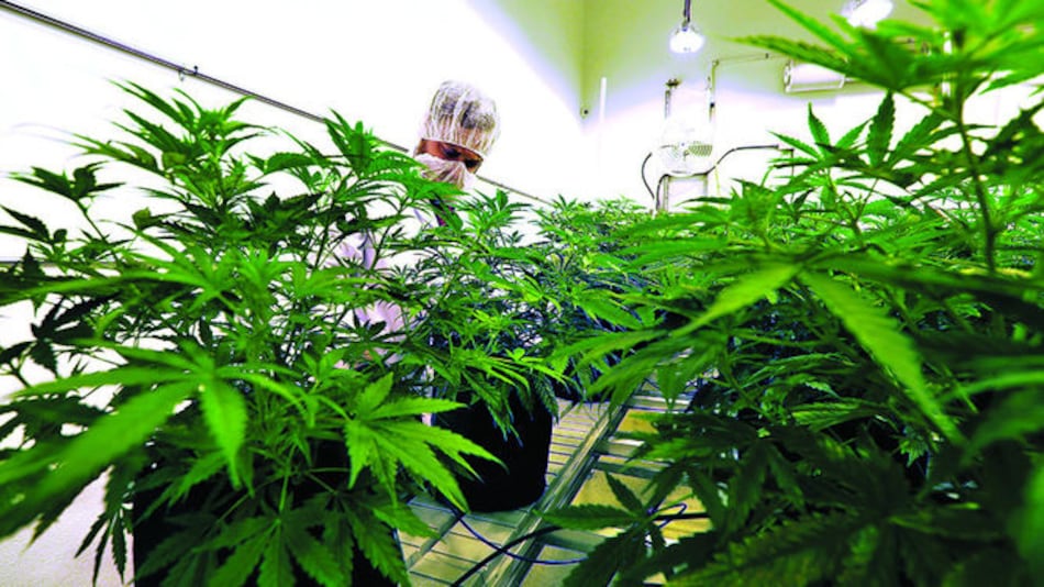 Cannabis para tratar psicosis