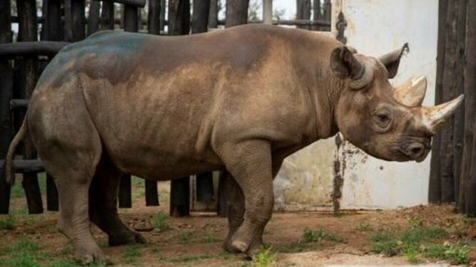 Trasladan a Tanzania nueve rinocerontes negros sudafricanos