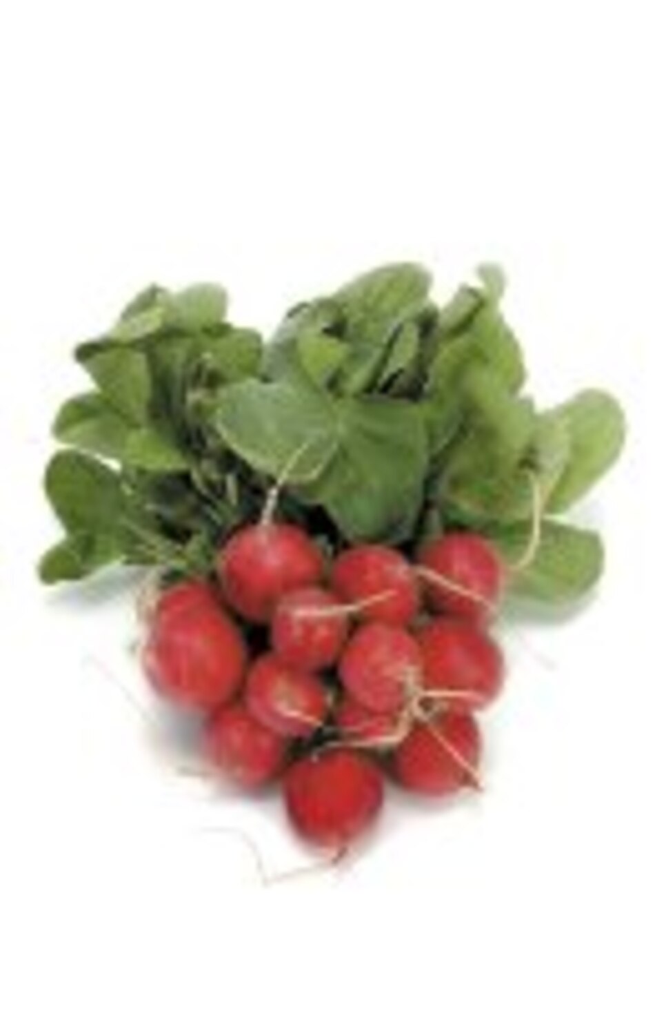 ¡Me importa un rábano!