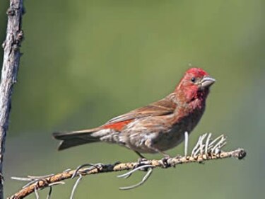 Las aves giran hacia el norte