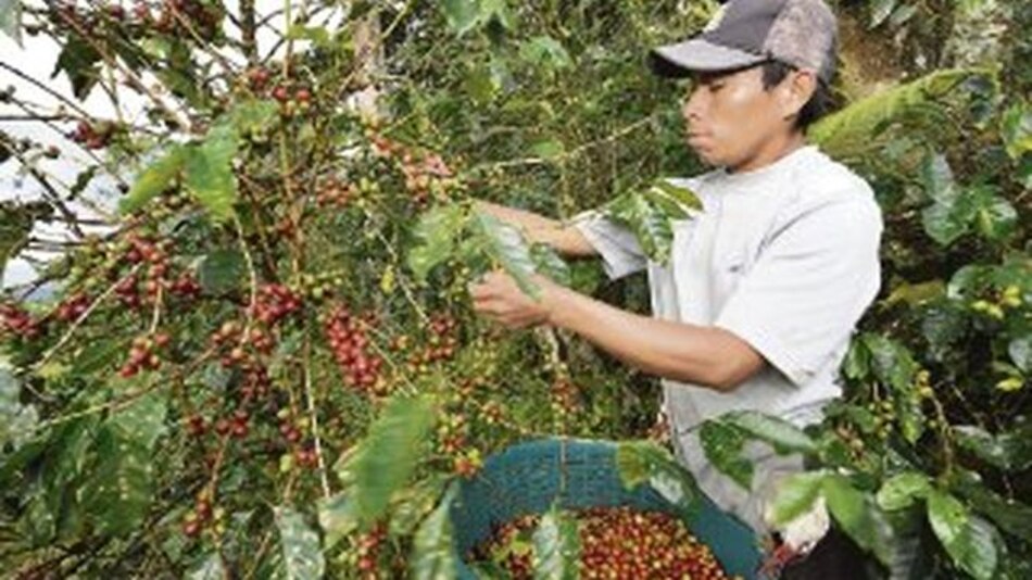 Precio del quintal de café impone récord