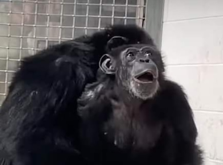 Video: el asombro de una chimpancé de 28 años al ver el cielo por primera vez