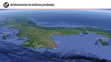 Ballenas y delfines, los gigantes del océano que aún luchan por sobrevivir