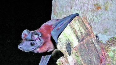 El nuevo murciélago que se dejó ver en Panamá