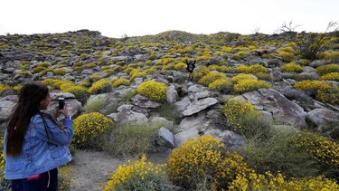 Impactante espectáculo de flores silvestres en California