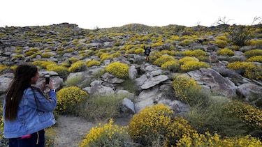Impactante espectáculo de flores silvestres en California