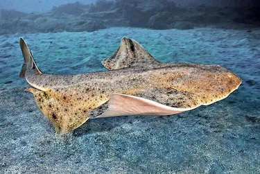 Las hembras de angelote cambian sus rutinas de apareamiento debido al calentamiento del océano