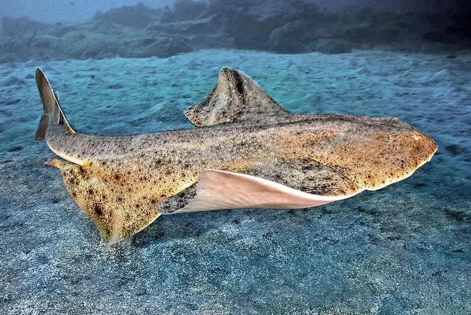 Las hembras de angelote cambian sus rutinas de apareamiento debido al calentamiento del océano