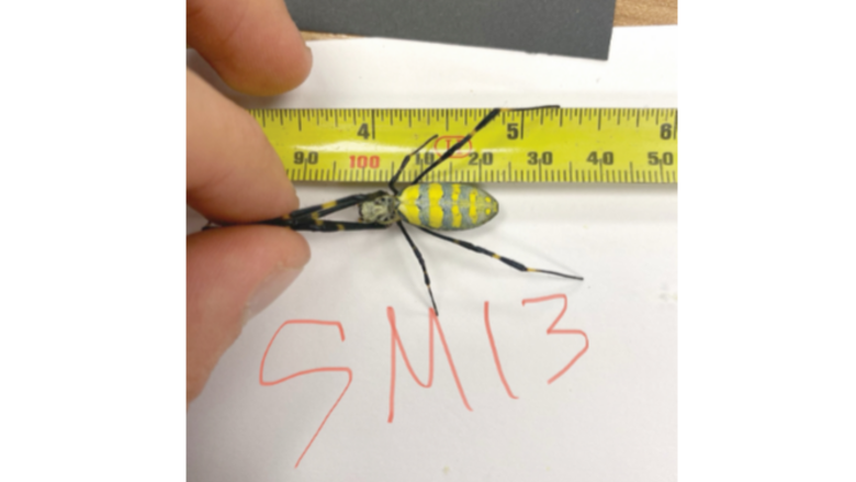 Arañas de Asia colonizan la costa este de Estados Unidos