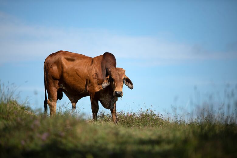 ‘El banco se ha manejado como un botín político’, dice gerente del BDA al señalar que ahora se está saneando la cartera