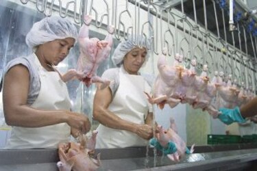 Investigan a empresas avícolas por fijar precios