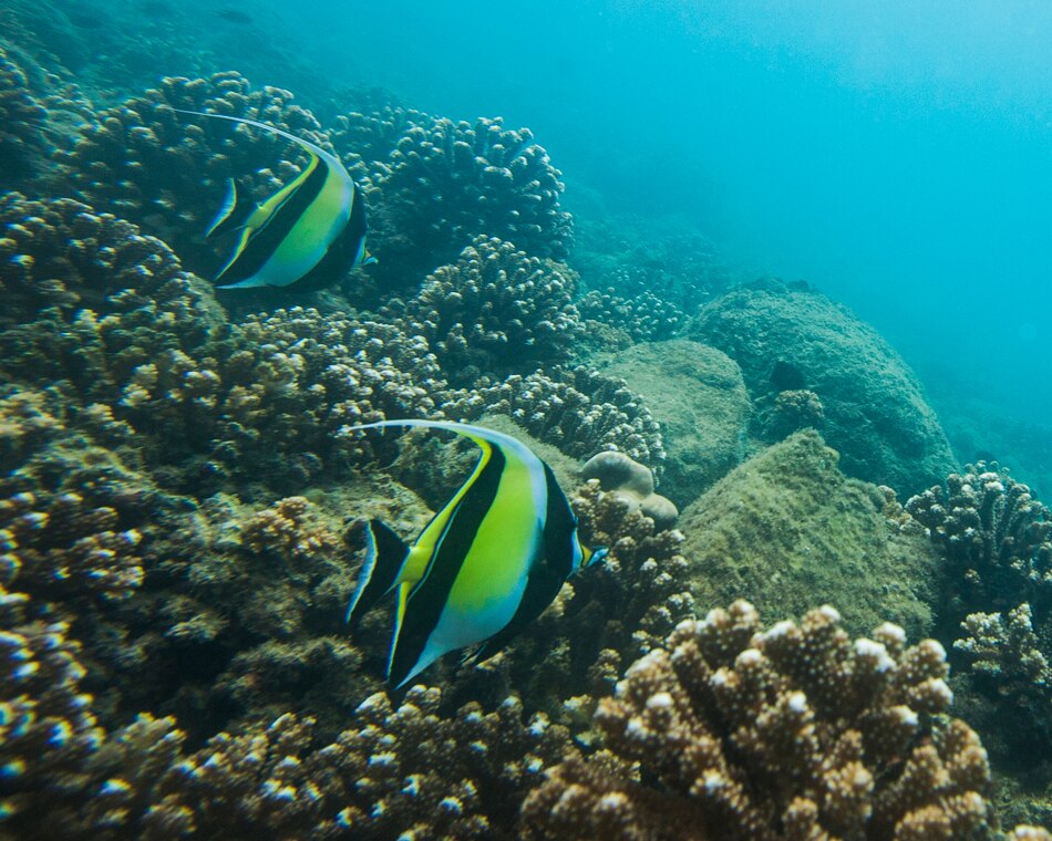 Banco de Ecuador promueve emisión de bonos azules en mercado de valores de Panamá