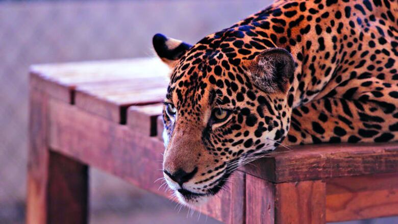 Fiona, embajadora de los jaguares