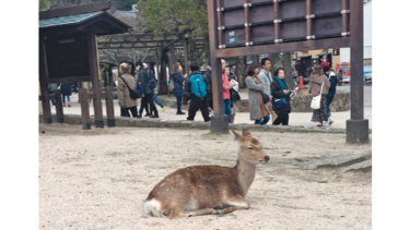 Naturaleza, fe y paz en la isla Itsukushima