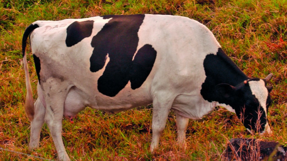 Sacrifican reses enfermas