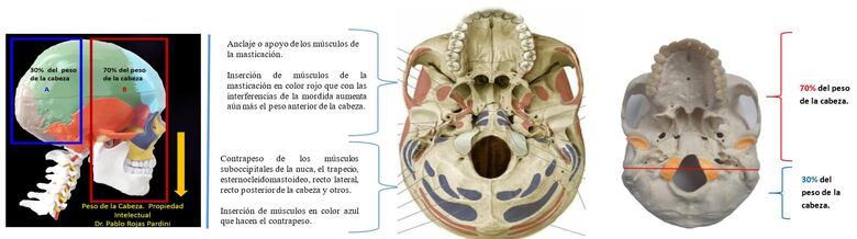 Mordida disfuncional: causa de algunas enfermedades de origen desconocido, donde aplica