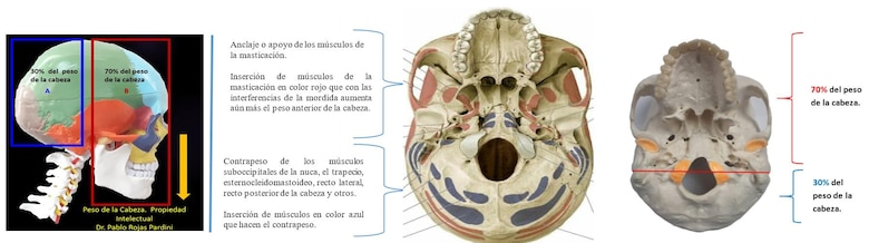 Mordida disfuncional: causa de algunas enfermedades de origen desconocido, donde aplica