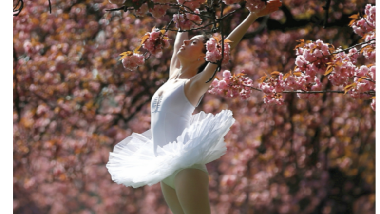 Espectáculo de los cerezos