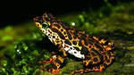 Por la conservación de los anfibios