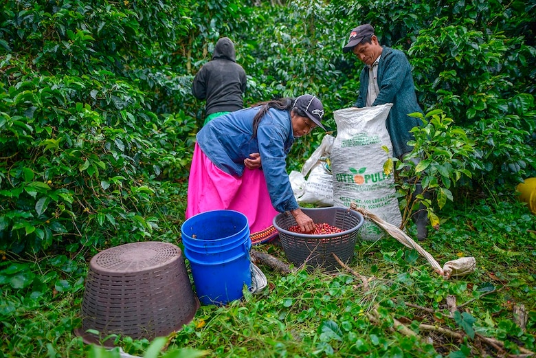 Café geisha, el exótico y carísimo lujo panameño