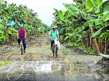 Beneficios por $715 millones para Banapiña en 20 años