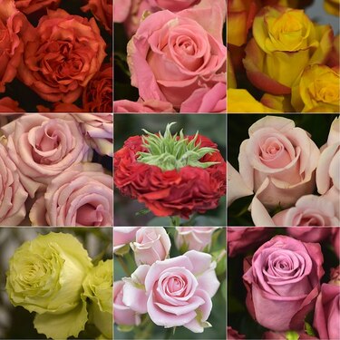 San Valentín, el día de las rosas de Ecuador