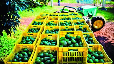 Estados Unidos suspende importaciones de aguacate mexicano tras amenazas a oficial