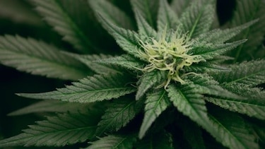 Un fármaco se muestra prometedor para tratar la adicción al cannabis, según un estudio