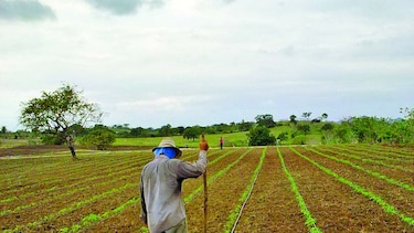 Siembra de tomate en Los Santos, retrasada
