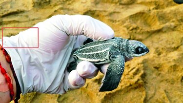 Un mayor número de tortugas llega a Puerto Rico