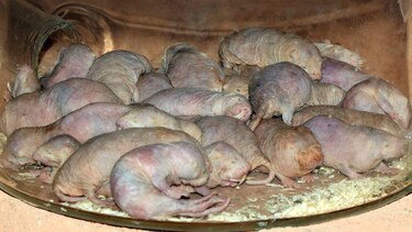 El ‘super anticonceptivo’ con el que una rata topo vuelve infértiles a las hembras rivales