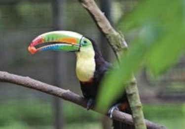 Los animales de la selva