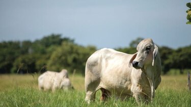 Investigan ‘anomalía’ en programa bovino