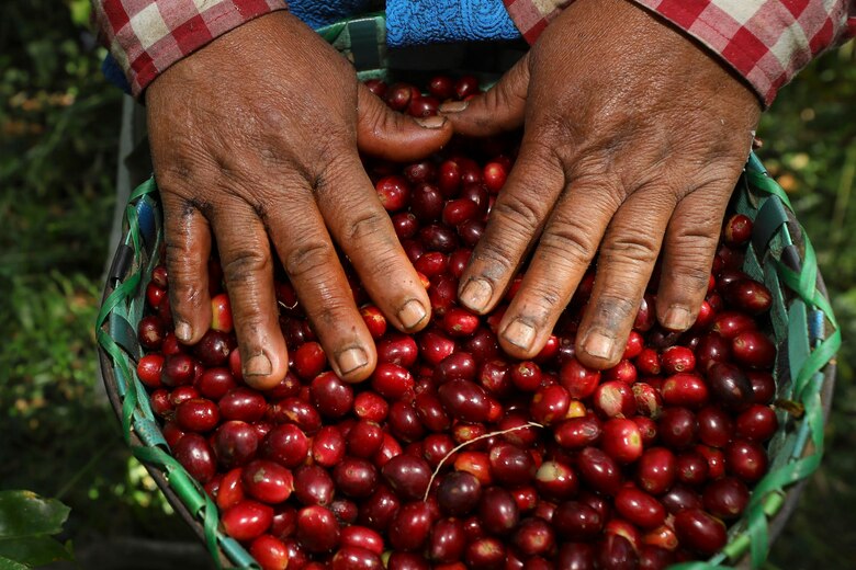Cafés especiales, la apuesta de Latinoamérica para afrontar la crisis en el sector cafetalero