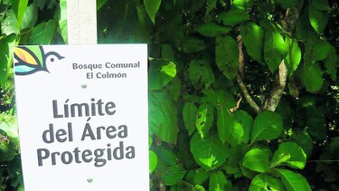Autorizan aprovechar teca ubicada en área protegida El Colmón
