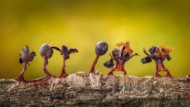Las imágenes que muestran el microscópico y poco conocido mundo de los mohos deslizantes
