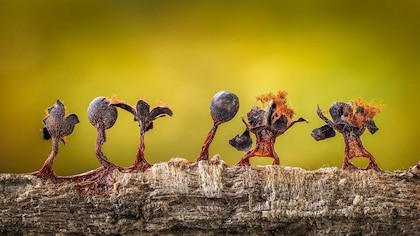 Las imágenes que muestran el microscópico y poco conocido mundo de los mohos deslizantes