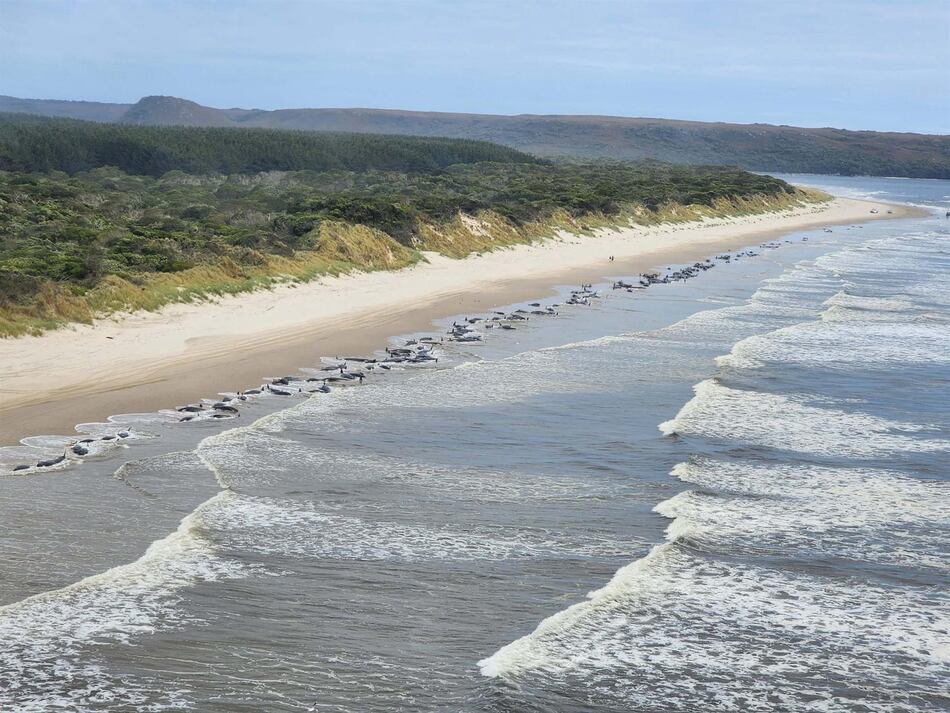 Unas 200 ballenas mueren tras quedar varadas en remota playa de Australia