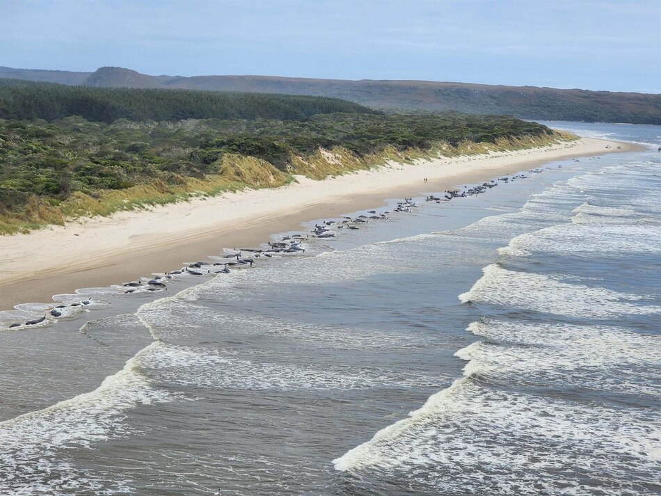 Unas 200 ballenas mueren tras quedar varadas en remota playa de Australia