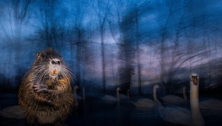 La historia de la foto ‘perfecta’ que tomó una década capturar y otras imágenes ganadoras del premio Fotógrafo de la Vida Silvestre 2025