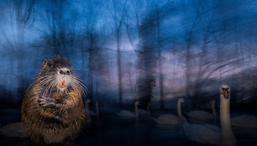 La historia de la foto ‘perfecta’ que tomó una década capturar y otras imágenes ganadoras del premio Fotógrafo de la Vida Silvestre 2025