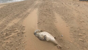 Encuentran 2,500 focas muertas en el mar Caspio