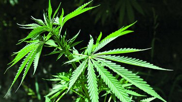 La marihuana y su rol en la salud