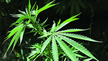 La marihuana y su rol en la salud