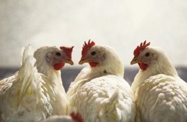 En España: usaron una gallina como balón de fútbol y ahora enfrentan denuncias