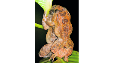 Kamasutra en versión para ranas