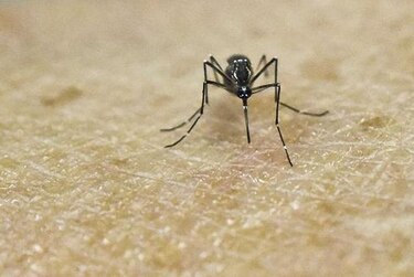 Casi 200 casos de zika en Estados Unidos; autoridades piden fondos